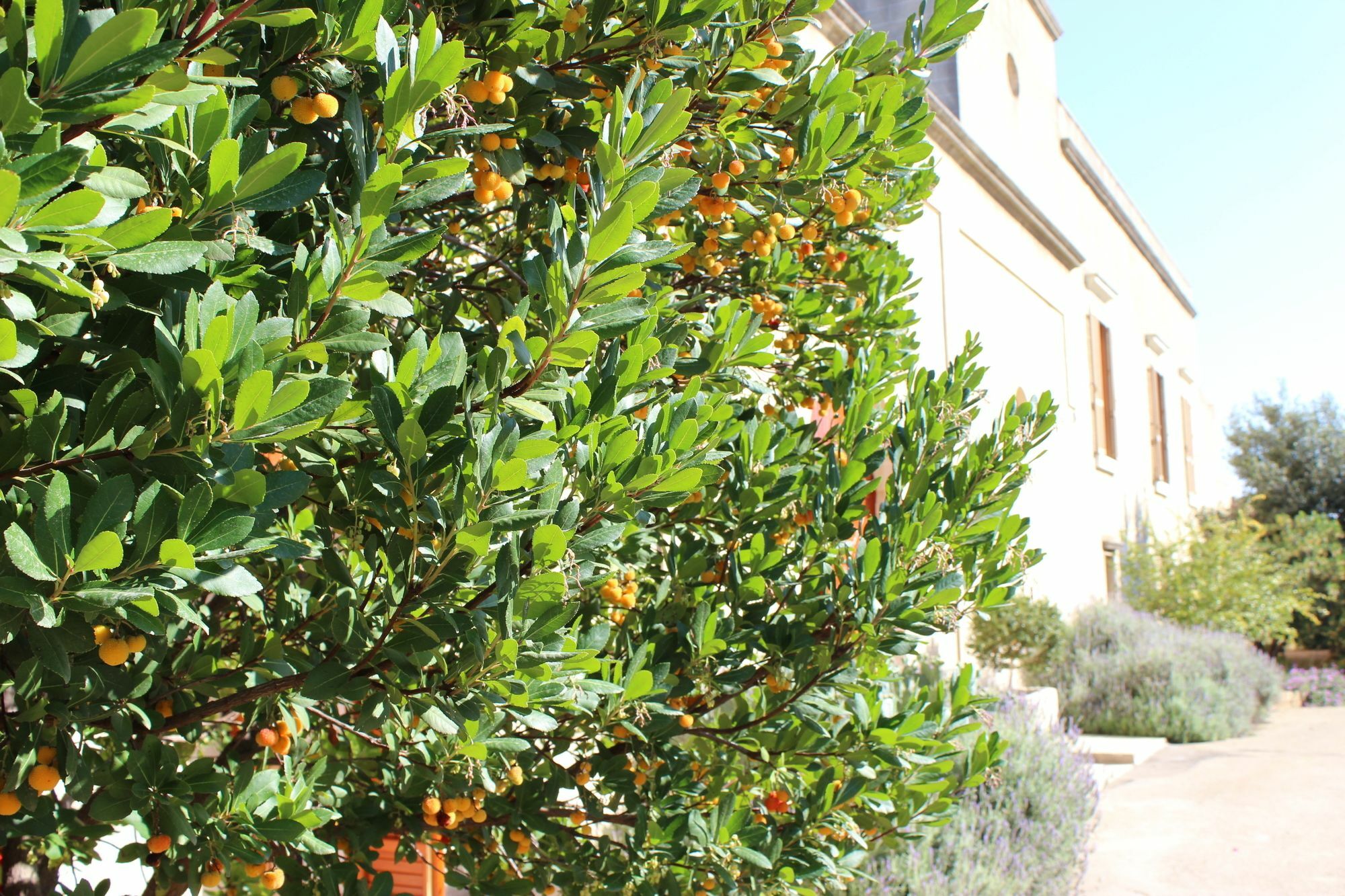 Masseria Pagani Nardò 外观 照片